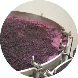 Fermentarea mustului