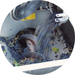 Crushing and Destemming